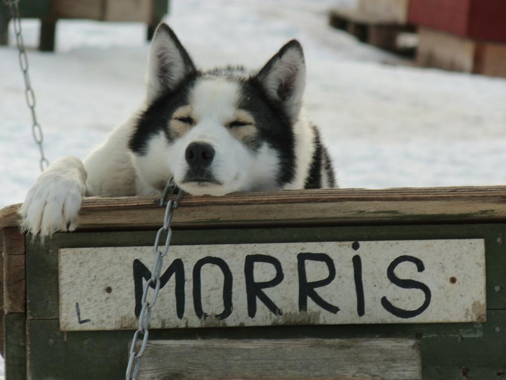 Guesthouse Husky Ivalo Exterior foto