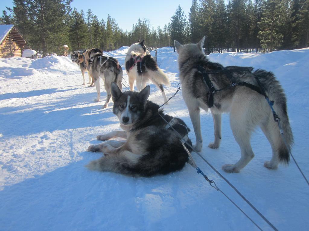 Guesthouse Husky Ivalo Exterior foto